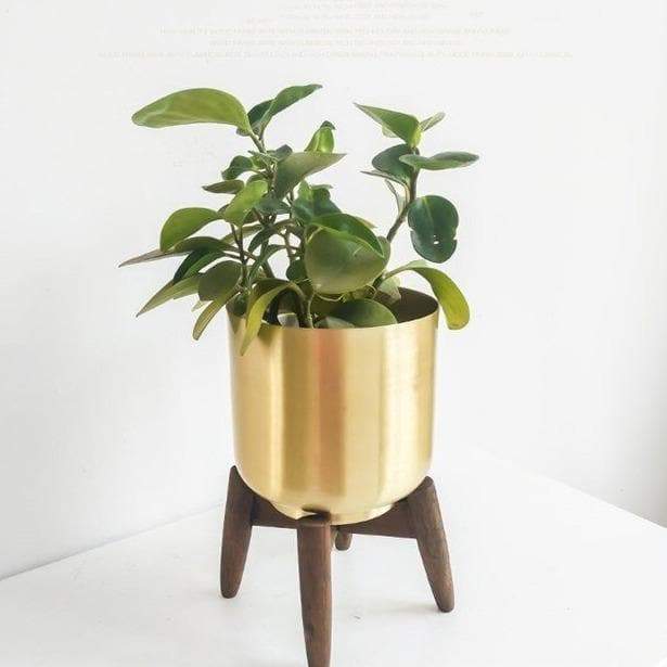 Amir Gold Plant Stand - Western Nest, LLC