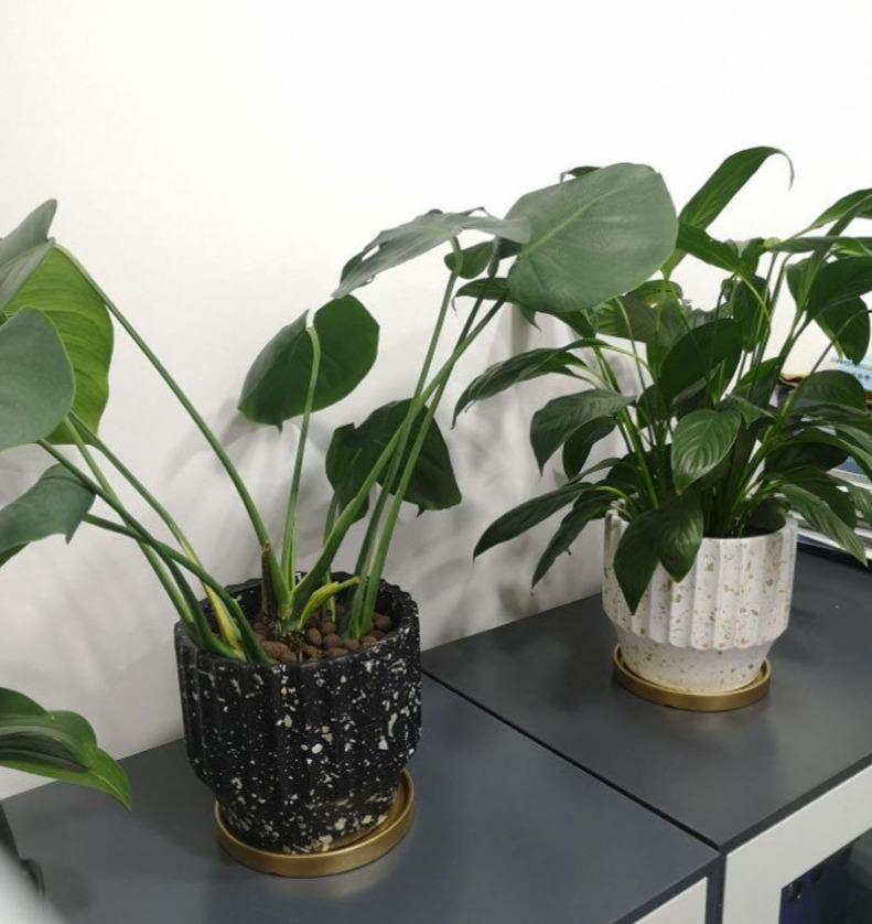 a couple of plants that are sitting on a table