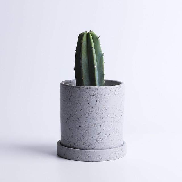 a cactus in a white pot on a white background