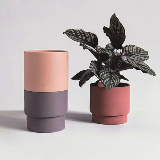 two pots with plants in them on a table